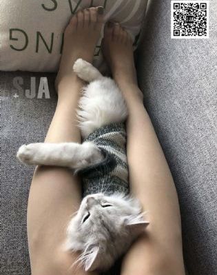楚乔第二部全60集免费观看